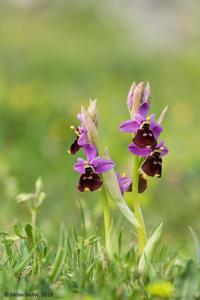 Ophrys argolica subsp. biscutella