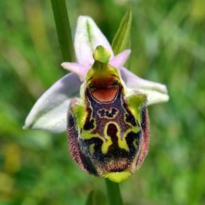 Ophrys holosericea subsp. holosericea