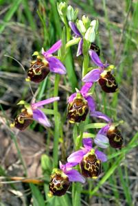 Ophrys holosericea subsp. holosericea