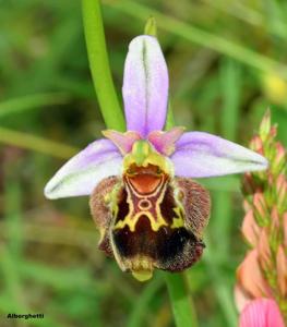 Ophrys holosericea subsp. holosericea