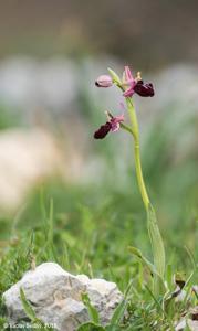Ophrys sphegodes subsp. sipontensis