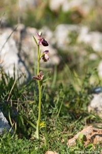Ophrys sphegodes subsp. sipontensis