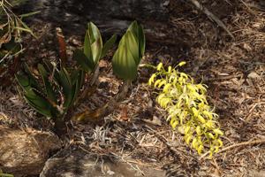 Dendrobium speciosum var. blackdownense
