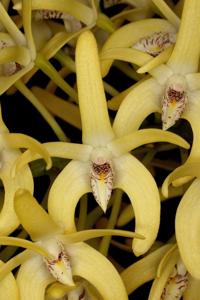 Dendrobium speciosum var. blackdownense