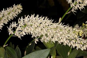 Dendrobium speciosum var. boreale