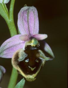 Ophrys holosericea subsp. andria