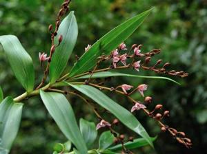 Bambuseria bambusifolia