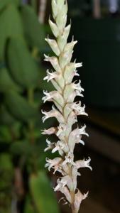 Aulosepalum pyramidale